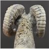 Image 14 : ZUNI ANTLER CARVING (G WEEKA)