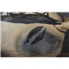 Image 10 : COCHITI POTTERY CANTEEN