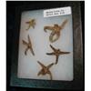 34. Glass museum case mounted "Starfish" Collection.