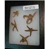 Image 2 : 34. Glass museum case mounted "Starfish" Collection.