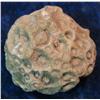 Image 1 : 1479. Gem Grade Fossilized Iowa Coral Specimen.
