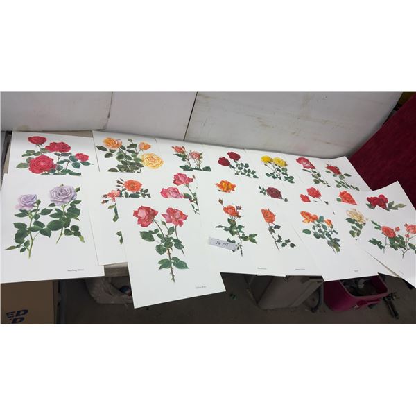 21 Days Vintage Prinnts of Botanical Roses Great for Framing, Variety Art Prints Including Sterling