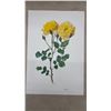 Image 7 : 21 Days Vintage Prinnts of Botanical Roses Great for Framing, Variety Art Prints Including Sterling