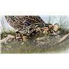 Image 4 : Joyce Bridgett 1988 "Green-Winged Teal" Limited Edition Print, 2520/2950, 16 x 20"