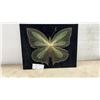 Image 1 : Vintage Handmade String Art Butterfly Wall Hanging on Black Velvet Board, 16 x 20"