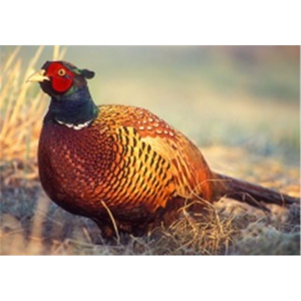 Pheasants on Kara Creek for 4 hunters