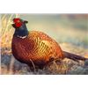 Image 1 : Pheasants on Kara Creek for 4 hunters