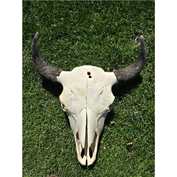 Buffalo Skulls