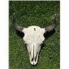 Image 1 : Buffalo Skulls