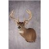Image 1 : Valley View Taxidermy Shoulder Mount Deer or Antelope