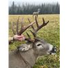 Image 1 : Baker's Adrenaline Outfitters Whitetail Deer