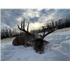 Image 5 : Baker's Adrenaline Outfitters Whitetail Deer