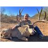 Image 1 : Desert Mule Deer Hunt in Sonora Desert Mexico - Rincon Outfitters