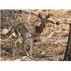 Image 13 : Dream Team Safaris - 5-Day Hunt for 1 Hunter and 1 Non-Hunter
