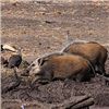 Image 14 : Dream Team Safaris - 5-Day Hunt for 1 Hunter and 1 Non-Hunter