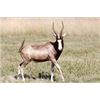 Image 15 : Dream Team Safaris - 5-Day Hunt for 1 Hunter and 1 Non-Hunter