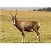 Image 16 : Dream Team Safaris - 5-Day Hunt for 1 Hunter and 1 Non-Hunter