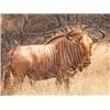 Image 17 : Dream Team Safaris - 5-Day Hunt for 1 Hunter and 1 Non-Hunter