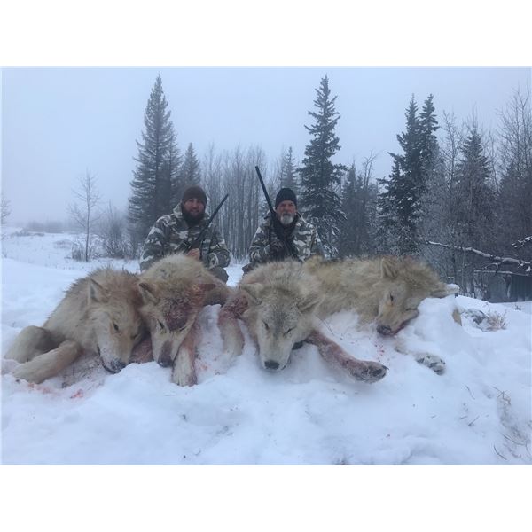 Northern Alberta Wolf Hunt