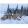 Image 1 : Northern Alberta Wolf Hunt