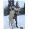 Image 2 : Northern Alberta Wolf Hunt