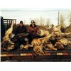 Image 4 : Northern Alberta Wolf Hunt