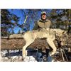 Image 5 : Northern Alberta Wolf Hunt