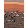 Image 4 : North Dakota Waterfowl  Hunt