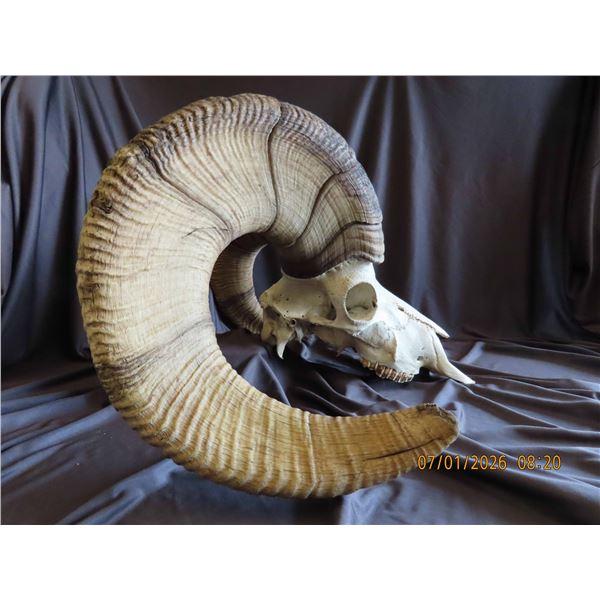 Bighorn Sheep Skull