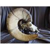 Image 1 : Bighorn Sheep Skull