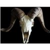 Image 2 : Bighorn Sheep Skull