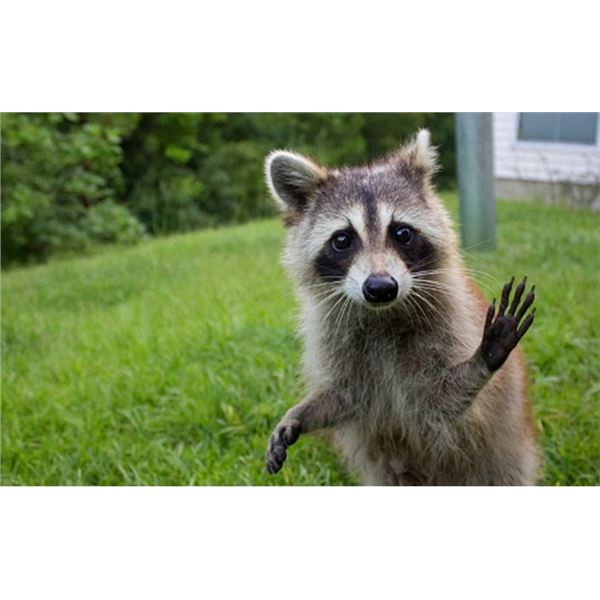 Racoon Hunt