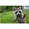 Image 1 : Racoon Hunt