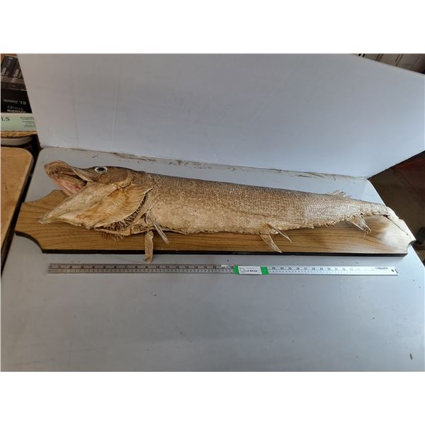 Taxidermy Mounted Northern Pike 48" x 8"- Can't Ship