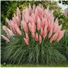 Image 1 : Grass Herbe Ornamental Pink Pampas – 5 Packs of Mr. Fothergill’s