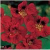 Image 1 : Nasturtium Tropaeolum Majus Gleam Mahogany – 5 Packs of Mr. Fothergill’s