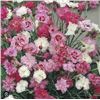 Image 1 : Pinks Oeillets Old Fashioned Mixed Seeds – 5 Packs of Mr. Fothergill’s