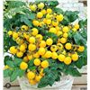 Image 1 : Goldkrone Tomato Seed – 5 Packs of Mr. Fothergill’s