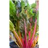 Image 1 : Swiss Chard Bright Lights Seed P- 5 Packs of Mr. Fothergill’s