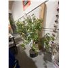 Image 2 : CGH Lifelike Euonymus Tree 2m