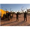 Image 2 : 6-Day Sonoran Desert Mule Deer Hunt for 1 Hunter