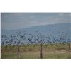 Image 2 : 4-Day Argentina Dove and Pigeon Hunt for 6 Hunters