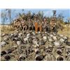 Image 1 : 3-Day Alberta Waterfowl Hunt for 1 Hunter