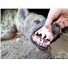 Image 3 : 7-Night Hyena Hunt in Zimbabwe for 1 Hunter