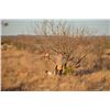 Image 2 : 2-Night Texas Quail Hunt for 2 Hunters