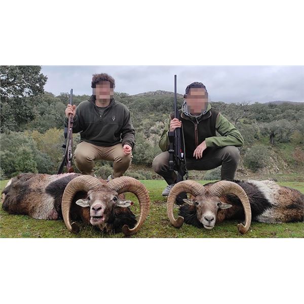 Spain Trophy Hunt – Fallow Deer, Mouflon, Roe Deer or Red Stag