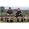 Image 1 : Spain Trophy Hunt – Fallow Deer, Mouflon, Roe Deer or Red Stag