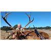 Image 2 : Spain Trophy Hunt – Fallow Deer, Mouflon, Roe Deer or Red Stag