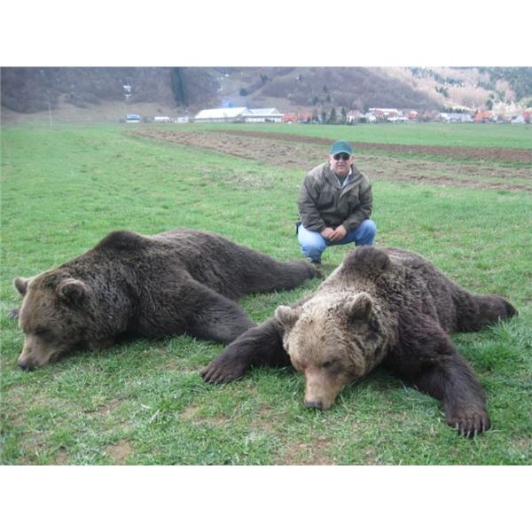 Brown Bear Hunt in Croatia