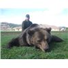 Image 2 : Brown Bear Hunt in Croatia